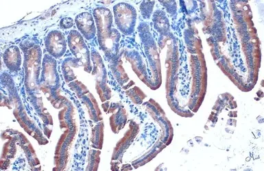 Immunohistochemistry paraffin embedded sections - Anti-Calnexin antibody [HL1598] (AB308174)