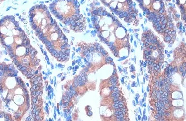 Immunohistochemistry paraffin embedded sections - Anti-Calnexin antibody [HL1598] (AB308174), expandable thumbnail