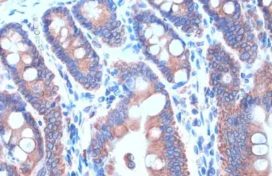 Immunohistochemistry paraffin embedded sections - Anti-Calnexin antibody [HL1598] (AB308174)
