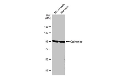 Western blot - Anti-Calnexin antibody [HL1598] (ab308174), expandable thumbnail