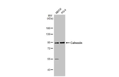 Western blot - Anti-Calnexin antibody [HL1598] (ab308174), expandable thumbnail