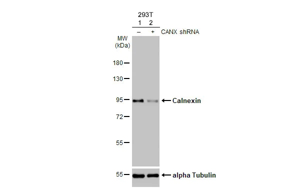 Western blot - Anti-Calnexin antibody [HL1598] (AB308174)