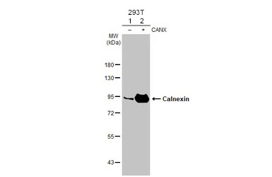 Western blot - Anti-Calnexin antibody [HL1598] (AB308174), expandable thumbnail