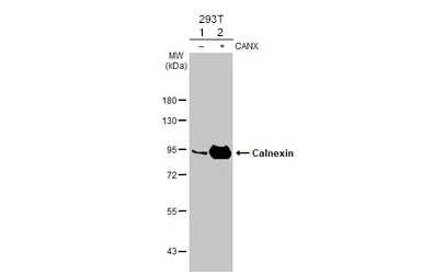 Western blot - Anti-Calnexin antibody [HL1598] (AB308174)