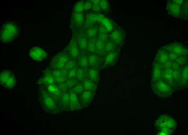 Immunocytochemistry/ Immunofluorescence - Anti-Calnexin - ER membrane marker antibody - ER Marker (AB13504)