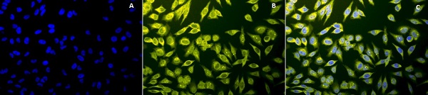 Immunocytochemistry/ Immunofluorescence - Anti-Calnexin - ER membrane marker antibody - ER Marker (AB13504)