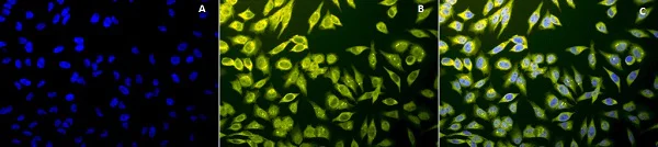 Immunocytochemistry/ Immunofluorescence - Anti-Calnexin - ER membrane marker antibody - ER Marker (AB13504)