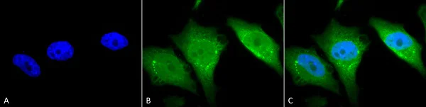Immunocytochemistry/ Immunofluorescence - Anti-Calnexin - ER membrane marker antibody - ER Marker (AB13504)