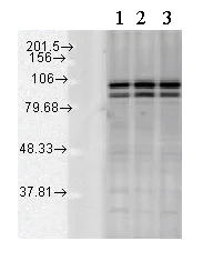 Western blot - Anti-Calnexin - ER membrane marker antibody - ER Marker (AB13504)