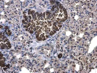 Immunohistochemistry (Formalin/PFA-fixed paraffin-embedded sections) - Anti-Calpain 1 antibody (AB155677)