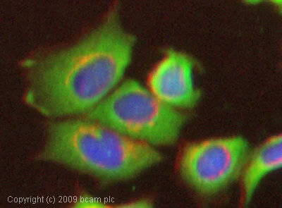 Immunocytochemistry/ Immunofluorescence - Anti-Calpain 1 antibody (AB28257)