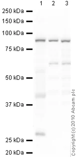 Western blot - Anti-Calpain 1 antibody (AB28257)
