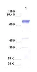 Western blot - Anti-Calpain 1 antibody (AB28258)