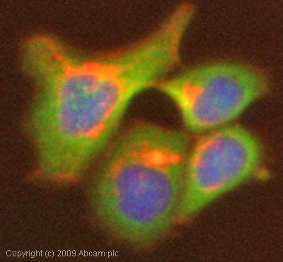 Immunocytochemistry/ Immunofluorescence - Anti-Calpain 1 antibody (AB39170)