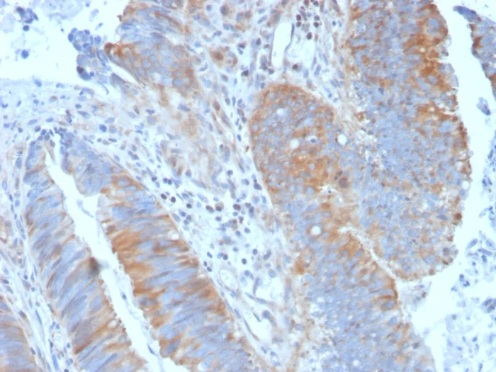 Immunohistochemistry (Formalin/PFA-fixed paraffin-embedded sections) - Anti-Calpain 1 antibody [CAPN1/1530] (AB270714)