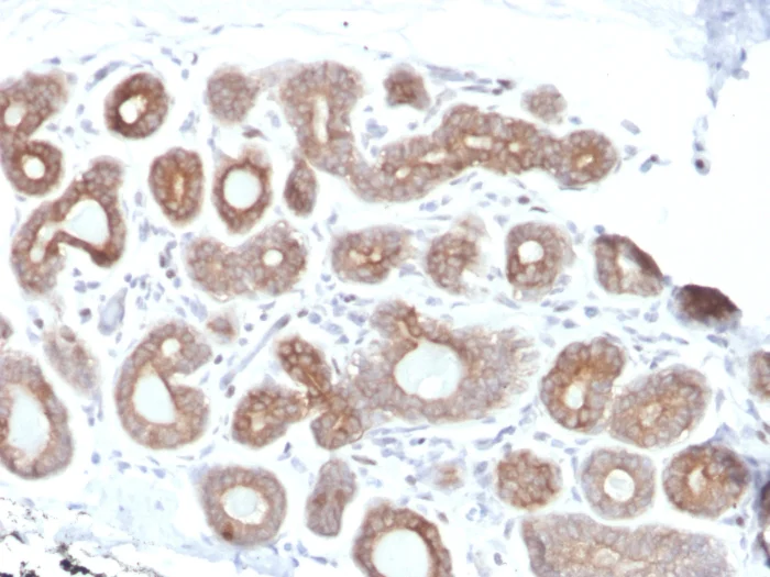 Immunohistochemistry (Formalin/PFA-fixed paraffin-embedded sections) - Anti-Calpain 1 antibody [CAPN1/1530] (AB270714)