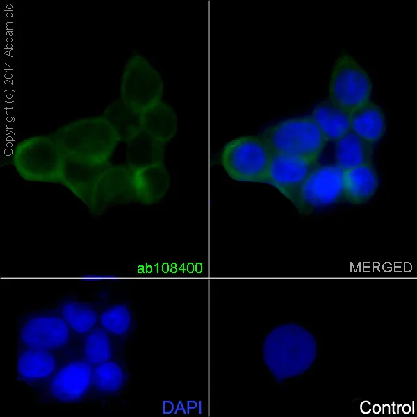 Immunocytochemistry/ Immunofluorescence - Anti-Calpain 1 antibody [EPR3319] (AB108400)