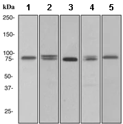 Western blot - Anti-Calpain 1 antibody [EPR3319] (AB108400)