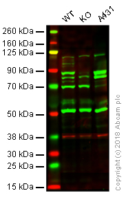 Western blot - Anti-Calpain 1 antibody [EPR3319] (AB108400)