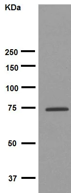 Western blot - Anti-Calpain 1 antibody [EPR3319] (AB108400)