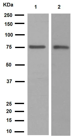 Western blot - Anti-Calpain 1 antibody [EPR3319] (AB108400)