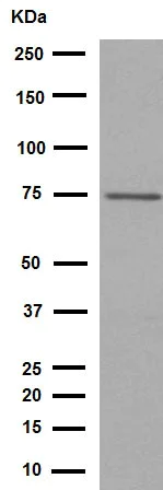 Western blot - Anti-Calpain 1 antibody [EPR3319] (AB108400)