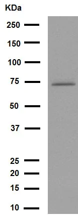 Western blot - Anti-Calpain 1 antibody [EPR3319] (AB108400)