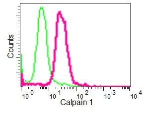 Flow Cytometry (Intracellular) - Anti-Calpain 1 antibody [EPR3319] - BSA and Azide free (AB239930)