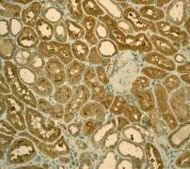 Immunohistochemistry (Formalin/PFA-fixed paraffin-embedded sections) - Anti-Calpain 1 antibody [EPR3319] - BSA and Azide free (AB239930)