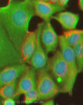 Immunocytochemistry/ Immunofluorescence - Anti-Calpain 10 antibody (AB28226)