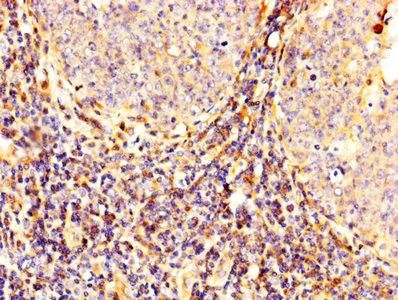 Immunohistochemistry (Formalin/PFA-fixed paraffin-embedded sections) - Anti-Calpain 2 antibody (AB236650)