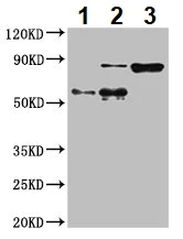 Immunoprecipitation - Anti-Calpain 2 antibody (AB236650)