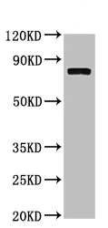 Western blot - Anti-Calpain 2 antibody (AB236650)