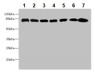 Western blot - Anti-Calpain 2 antibody (AB236650)