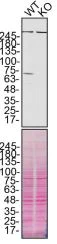 Western blot - Anti-Calpain 2 antibody (AB39165)