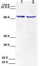 Western blot - Anti-Calpain 2 antibody (AB39165)