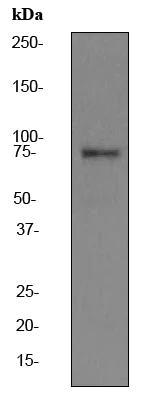Western blot - Anti-Calpain 2 antibody [EPR2562Y] (AB75994)