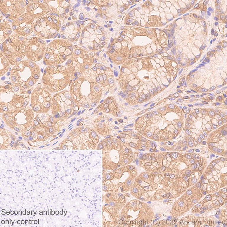 Immunohistochemistry (Formalin/PFA-fixed paraffin-embedded sections) - Anti-Calpain 2 antibody [EPR29833-94] (AB325140)