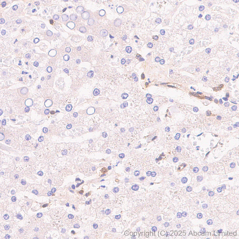 Immunohistochemistry (Formalin/PFA-fixed paraffin-embedded sections) - Anti-Calpain 2 antibody [EPR29833-94] (AB325140)
