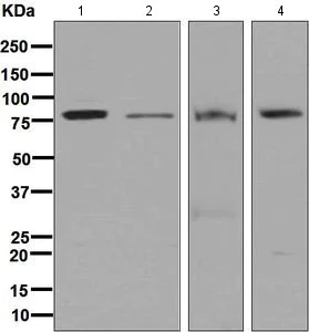 Western blot - Anti-Calpain 2 antibody [EPR5977] (AB126600)