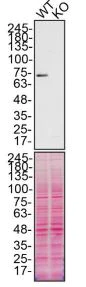 Western blot - Anti-Calpain 2 antibody [EPR5977] (AB126600)