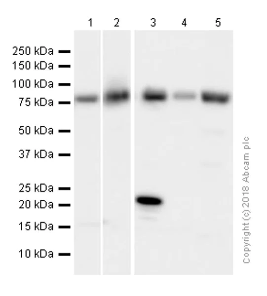 Western blot - Anti-Calpain 2 antibody [EPR5977] - BSA and Azide free (AB232559)