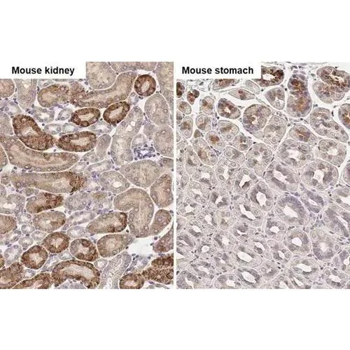Immunohistochemistry (Formalin/PFA-fixed paraffin-embedded sections) - Anti-Calpain 5 antibody [HL2432] (AB317224)