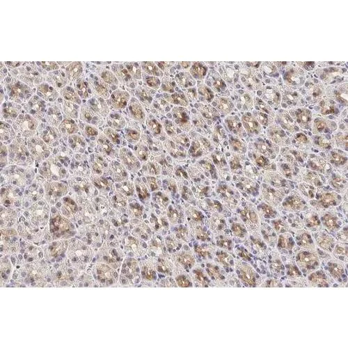 Immunohistochemistry (Formalin/PFA-fixed paraffin-embedded sections) - Anti-Calpain 5 antibody [HL2432] (AB317224)