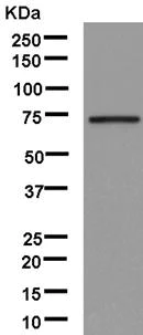 Western blot - Anti-Calpain 9 antibody [EPR13422] - BSA and Azide free (AB250404)