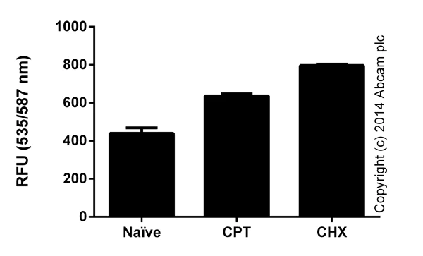 Functional Studies - Calpain Activity Assay Kit (AB65308)