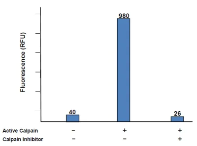 Functional Studies - Calpain Activity Assay Kit (AB65308)