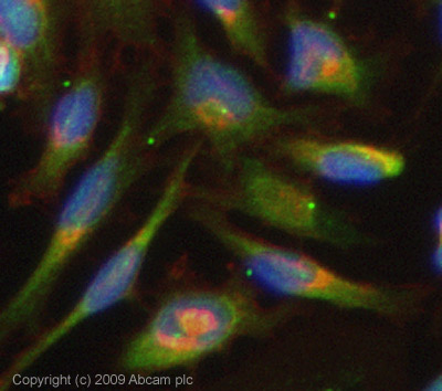 Immunocytochemistry/ Immunofluorescence - Anti-Calpain small subunit 1 antibody (AB28237)