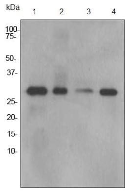 Western blot - Anti-Calpain small subunit 1 antibody [EPR3323] (AB92356)