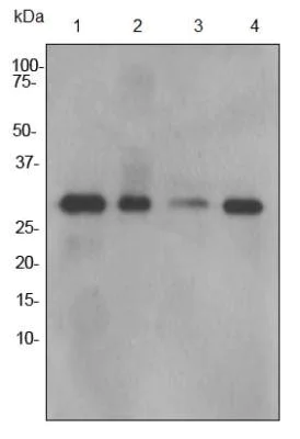 Western blot - Anti-Calpain small subunit 1 antibody [EPR3323] (AB92356)